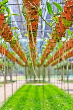 Orchids in thailand Stock Photos
