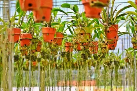 Orchids in thailand Stock Photos