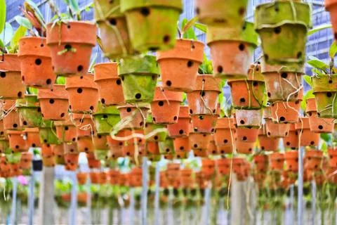 Orchids in thailand Stock Photos