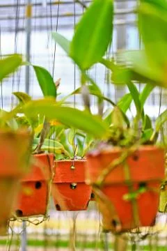 Orchids in thailand Stock Photos