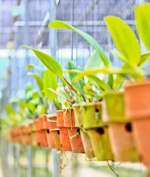 Orchids in thailand Stock Photos