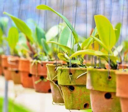 Orchids in thailand Stock Photos