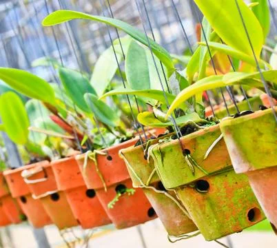Orchids in thailand Stock Photos