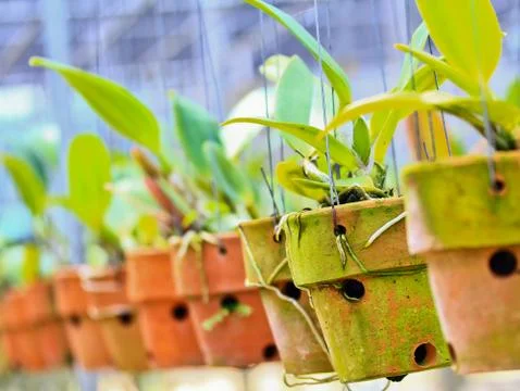 Orchids in thailand Stock Photos
