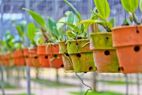 Orchids in thailand Stock Photos