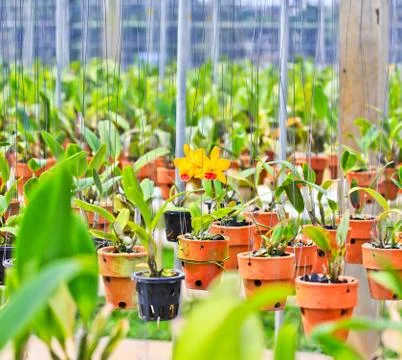 Orchids in thailand Stock Photos