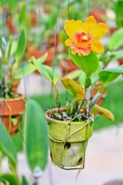 Orchids in thailand Stock Photos