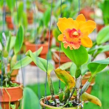 Orchids in thailand Stock Photos