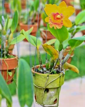 Orchids in thailand Stock Photos
