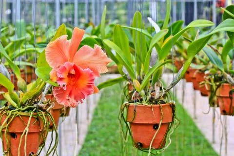 Orchids in thailand Stock Photos