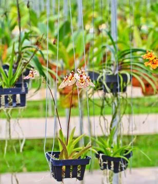 Orchids in thailand Stock Photos