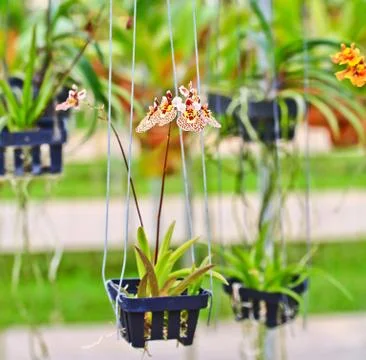 Orchids in thailand Stock Photos