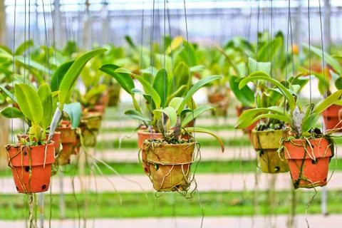 Orchids in thailand Stock Photos