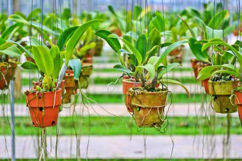Orchids in thailand Stock Photos