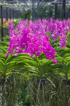Orchids of thailand Stock Photos