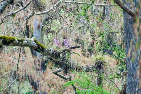 Orchids on a tree, Guatemala Stock Photos
