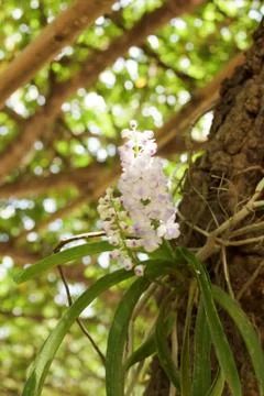 Orchids on trees Stock Photos