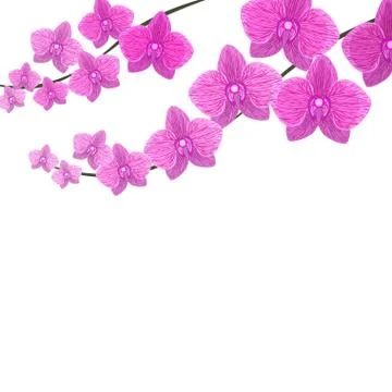 Orchids. Two branches of beautiful violet realistic flowers. Isolated on whit Stock Illustration