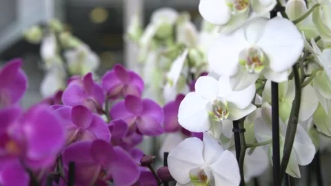 Orchids white and purple Stock Footage 146166422