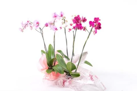 Orchids on White Background Stock Photos