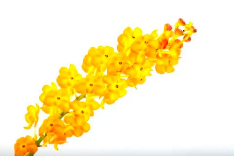 Orchids on white Stock Photos