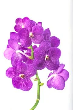 Orchids on white Stock Photos