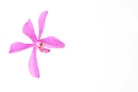 Orchids on white Stock Photos