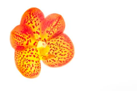Orchids on white Stock Photos