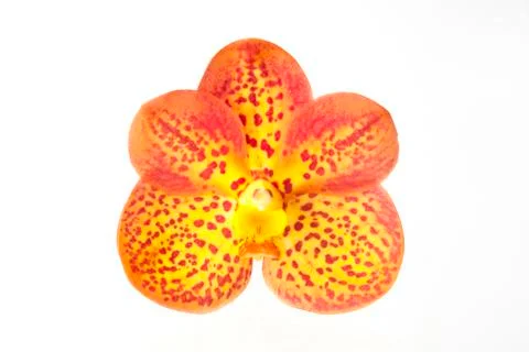 Orchids on white Stock Photos