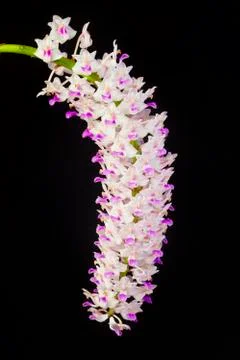 Orchids on white Stock Photos