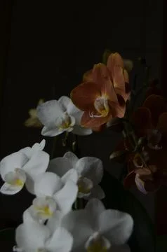 Orchids on the window Foto stock