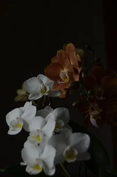 Orchids on the window Stock Photos
