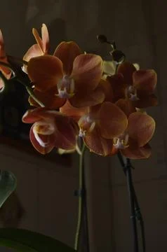 Orchids on the window Stock Photos
