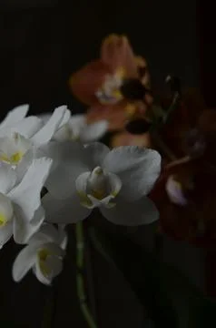 Orchids on the window Stock Photos