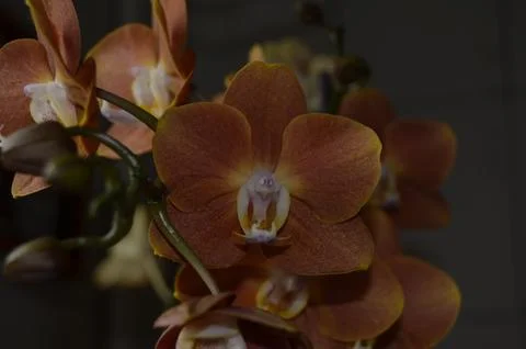 Orchids on the window Stock Photos