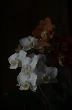 Orchids on the window Foto stock