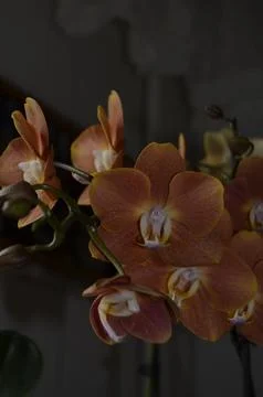 Orchids on the window Stock Photos