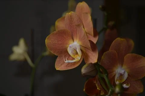 Orchids on the window Foto stock