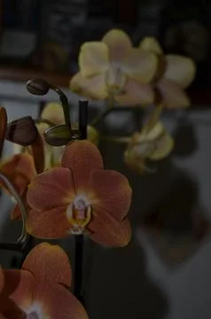 Orchids on the window Stock Photos