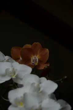 Orchids on the window Stock Photos