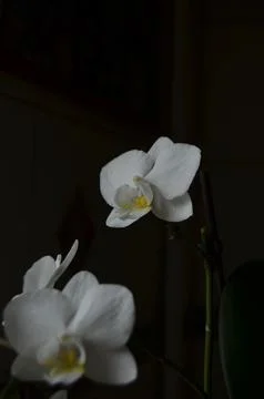 Orchids on the window Stock Photos