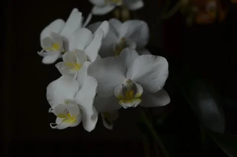 Orchids on the window Stock Photos