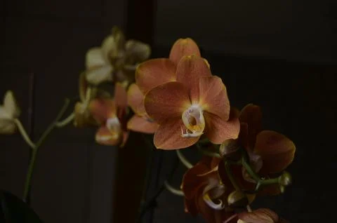 Orchids on the window Stock Photos