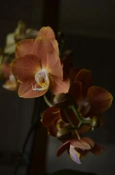 Orchids on the window Stock Photos