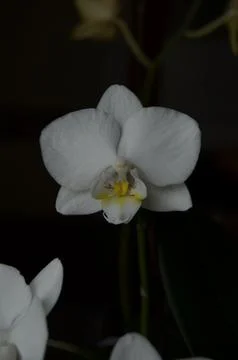 Orchids on the window Stock Photos