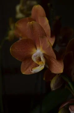 Orchids on the window Stock Photos