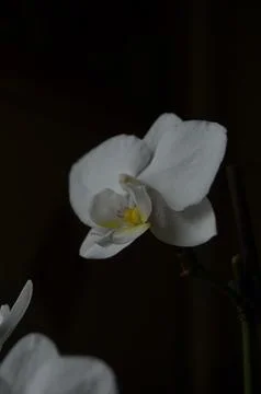 Orchids on the window Stock Photos