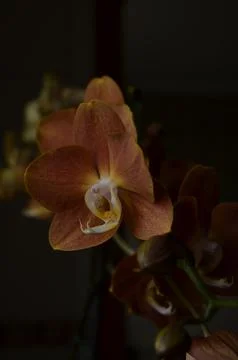 Orchids on the window Stock Photos