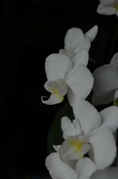 Orchids on the window Foto stock