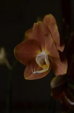 Orchids on the window Stock Photos